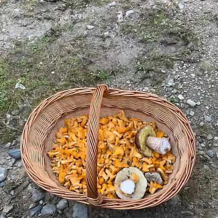 Holiday home Gebirgshof Salomon *