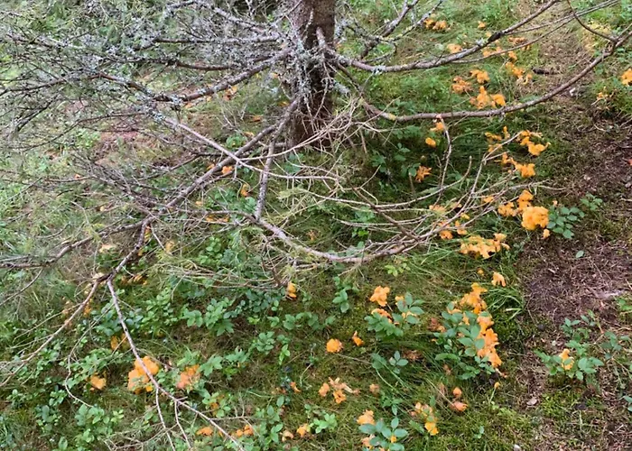 Gebirgshof Salomon بيت للعطل