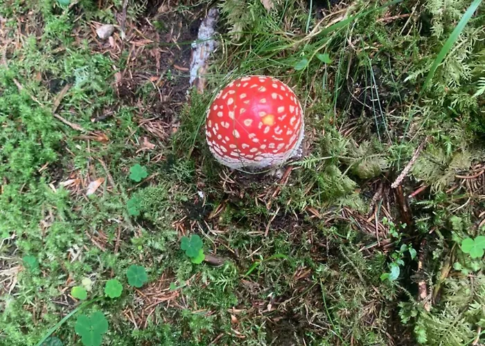 Gebirgshof Salomon Krakaudorf