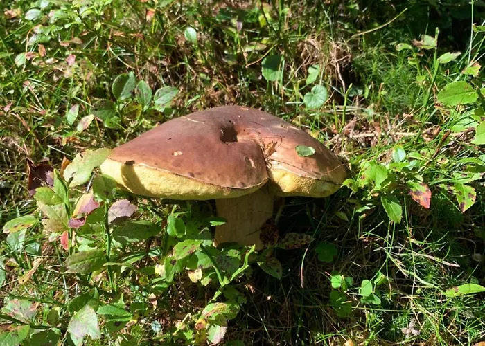 Gebirgshof Salomon بيت للعطل *